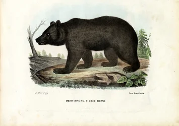 Braunbär, 1863-79